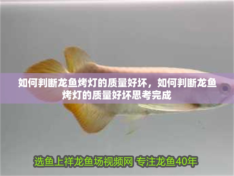 如何判斷龍魚烤燈的質量好壞，如何判斷龍魚烤燈的質量好壞思考完成