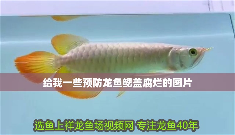給我一些預防龍魚鰓蓋腐爛的圖片