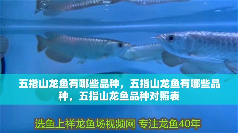 五指山龍魚有哪些品種，五指山龍魚有哪些品種，五指山龍魚品種對照表