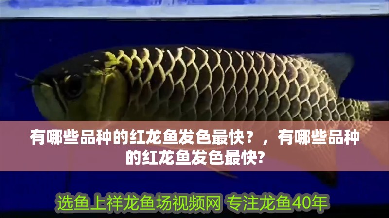 有哪些品種的紅龍魚發色最快？，有哪些品種的紅龍魚發色最快?