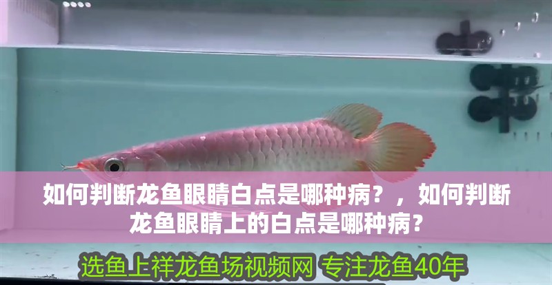如何判斷龍魚(yú)眼睛白點(diǎn)是哪種病？，如何判斷龍魚(yú)眼睛上的白點(diǎn)是哪種病？