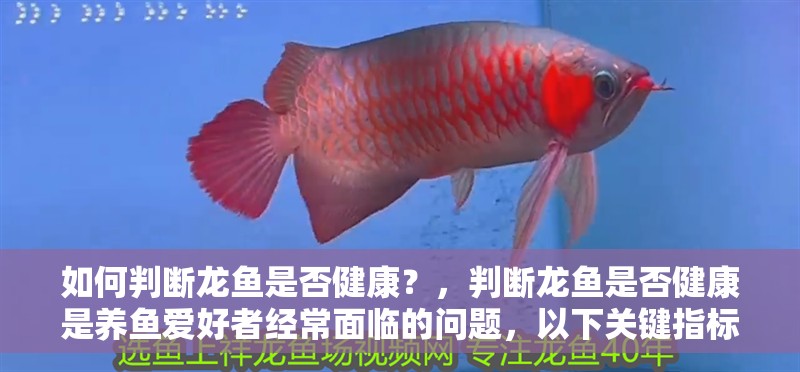 如何判斷龍魚(yú)是否健康？，判斷龍魚(yú)是否健康是養(yǎng)魚(yú)愛(ài)好者經(jīng)常面臨的問(wèn)題，以下關(guān)鍵指標(biāo)和步驟
