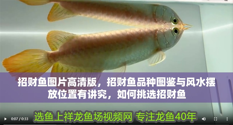 招財魚圖片高清版，招財魚品種圖鑒與風水擺放位置有講究，如何挑選招財魚