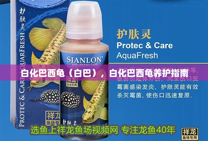白化巴西龜（白巴），白化巴西龜養(yǎng)護(hù)指南