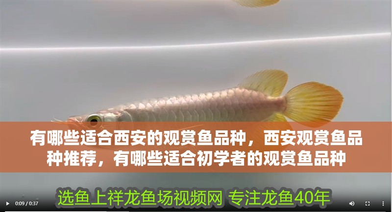有哪些適合西安的觀賞魚品種，西安觀賞魚品種推薦，有哪些適合初學者的觀賞魚品種