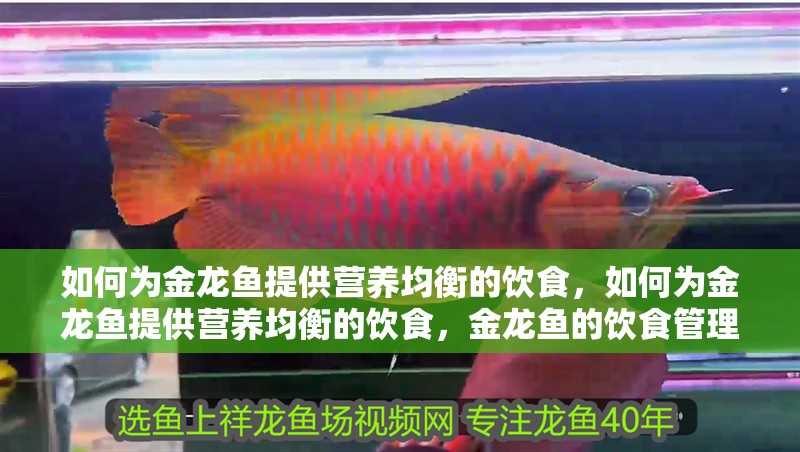 如何為金龍魚提供營養均衡的飲食，如何為金龍魚提供營養均衡的飲食，金龍魚的飲食管理