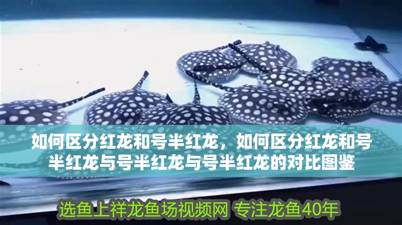 如何區(qū)分紅龍和號(hào)半紅龍，如何區(qū)分紅龍和號(hào)半紅龍與號(hào)半紅龍與號(hào)半紅龍的對(duì)比圖鑒