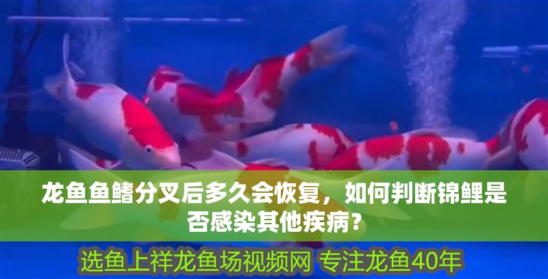 龍魚(yú)魚(yú)鰭分叉后多久會(huì)恢復(fù)，如何判斷錦鯉是否感染其他疾??？