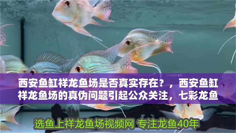 西安魚(yú)缸祥龍魚(yú)場(chǎng)是否真實(shí)存在？，西安魚(yú)缸祥龍魚(yú)場(chǎng)的真?zhèn)螁?wèn)題引起公眾關(guān)注，七彩龍魚(yú)市場(chǎng)選購(gòu)指南