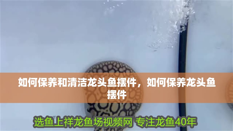 如何保養和清潔龍頭魚擺件，如何保養龍頭魚擺件