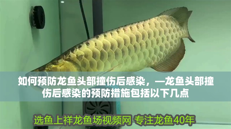 如何預防龍魚頭部撞傷后感染，—龍魚頭部撞傷后感染的預防措施包括以下幾點