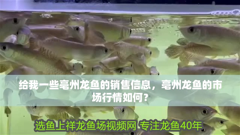給我一些亳州龍魚的銷售信息，亳州龍魚的市場行情如何？