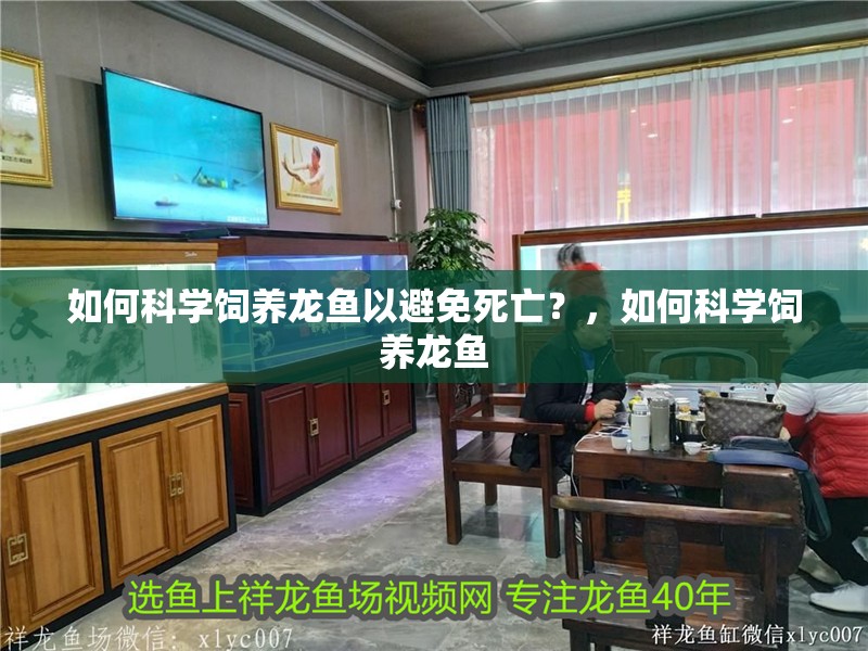 如何科學飼養龍魚以避免死亡？，如何科學飼養龍魚