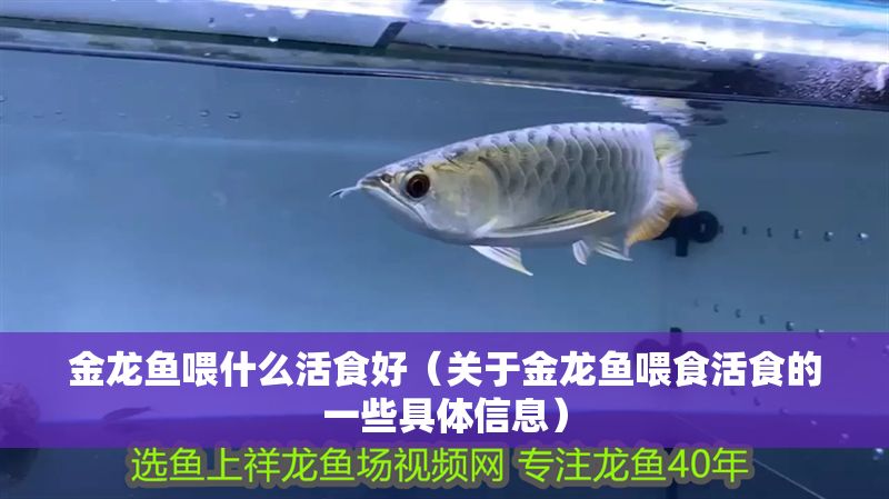 金龍魚喂什么活食好(關于金龍魚喂食活食的一些具體信息) 龍魚百科 第1張 金龍魚喂什么活食好(關于金龍魚喂食活食的一些具體信息) 金龍魚喂什么活食好(關于金龍魚喂食活食的一些具體信息) 龍魚百科 第1張