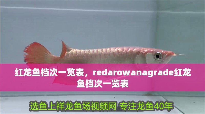 紅龍魚檔次一覽表，redarowanagrade紅龍魚檔次一覽表