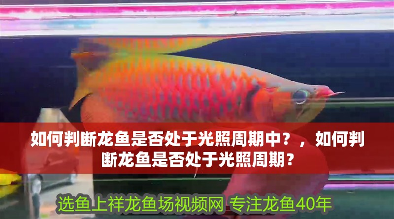 如何判斷龍魚是否處于光照周期中？，如何判斷龍魚是否處于光照周期？