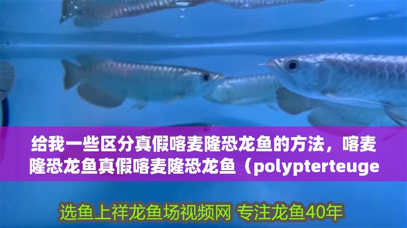 給我一些區分真假喀麥隆恐龍魚的方法，喀麥隆恐龍魚真假喀麥隆恐龍魚（polypterteugelsi）