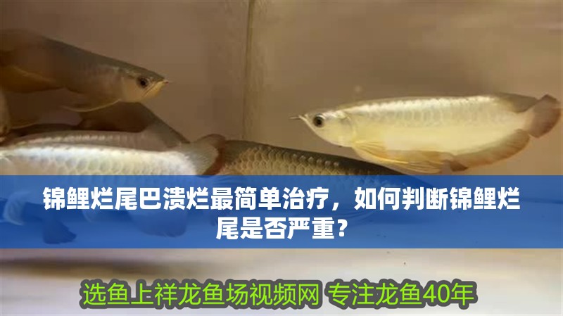 錦鯉爛尾巴潰爛最簡單治療，如何判斷錦鯉爛尾是否嚴重？
