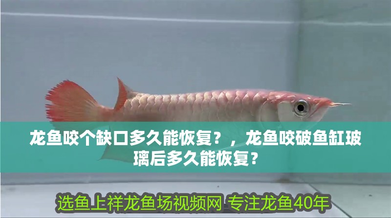 龍魚咬個缺口多久能恢復？，龍魚咬破魚缸玻璃后多久能恢復？