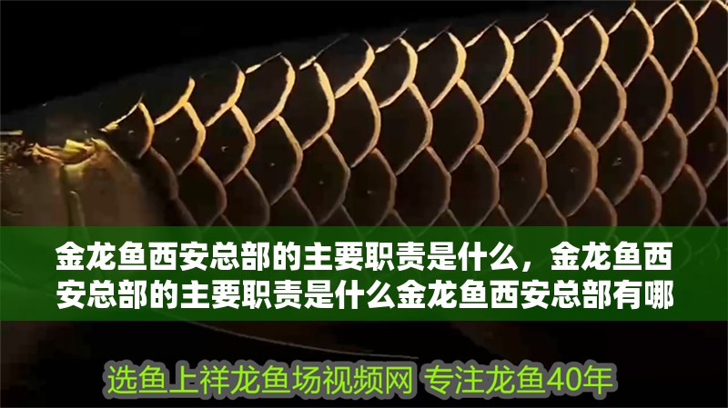 金龍魚(yú)西安總部的主要職責(zé)是什么，金龍魚(yú)西安總部的主要職責(zé)是什么金龍魚(yú)西安總部有哪些部門(mén)