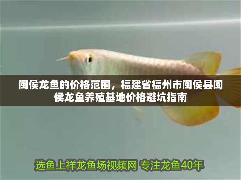 閩侯龍魚的價(jià)格范圍，福建省福州市閩侯縣閩侯龍魚養(yǎng)殖基地價(jià)格避坑指南