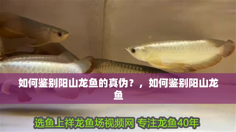 如何鑒別陽山龍魚的真偽？，如何鑒別陽山龍魚