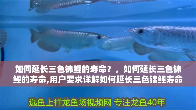 如何延長三色錦鯉的壽命？，如何延長三色錦鯉的壽命,用戶要求詳解如何延長三色錦鯉壽命