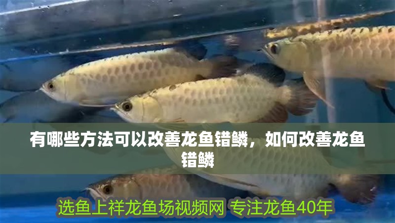有哪些方法可以改善龍魚錯鱗，如何改善龍魚錯鱗