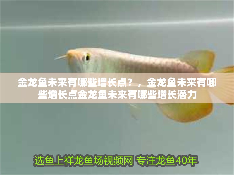 金龍魚未來有哪些增長點？，金龍魚未來有哪些增長點金龍魚未來有哪些增長潛力