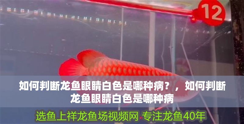 如何判斷龍魚眼睛白色是哪種病？，如何判斷龍魚眼睛白色是哪種病