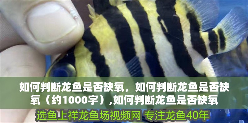 如何判斷龍魚是否缺氧，如何判斷龍魚是否缺氧（約1000字）,如何判斷龍魚是否缺氧