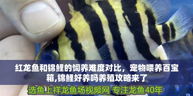 紅龍魚和錦鯉的飼養(yǎng)難度對比，寵物喂養(yǎng)百寶箱,錦鯉好養(yǎng)嗎養(yǎng)殖攻略來了