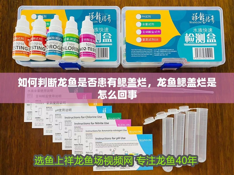 如何判斷龍魚是否患有鰓蓋爛，龍魚鰓蓋爛是怎么回事