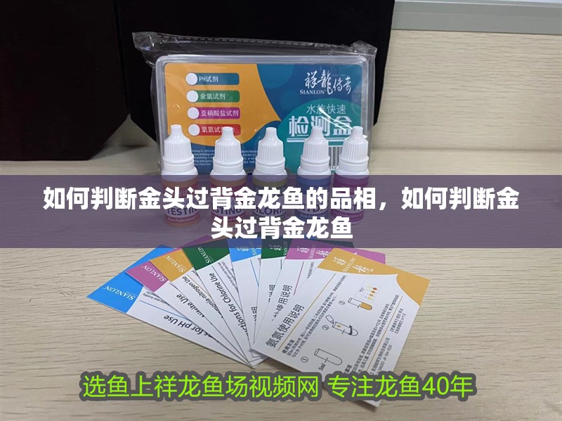 如何判斷金頭過背金龍魚的品相，如何判斷金頭過背金龍魚