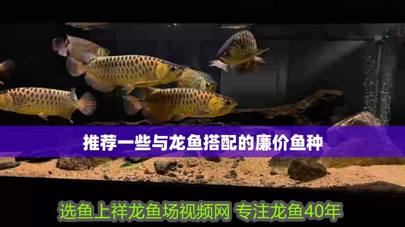 推薦一些與龍魚搭配的廉價(jià)魚種