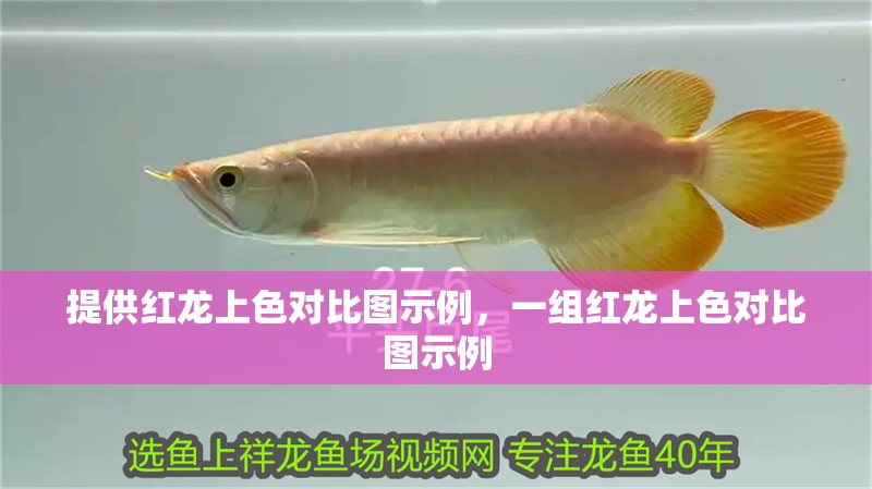 提供紅龍上色對比圖示例，一組紅龍上色對比圖示例