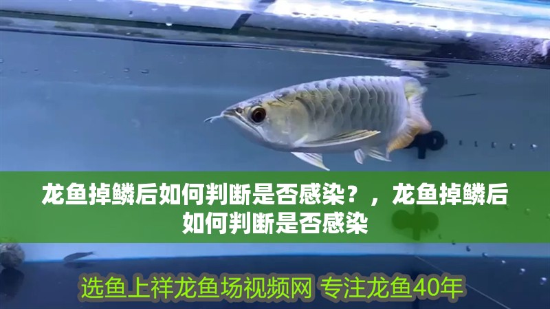 龍魚掉鱗后如何判斷是否感染？，龍魚掉鱗后如何判斷是否感染