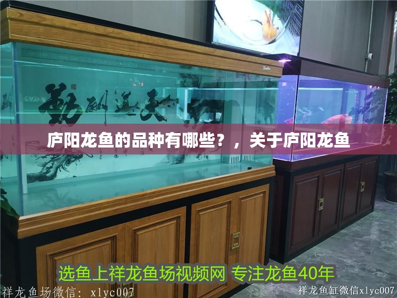 廬陽(yáng)龍魚(yú)的品種有哪些？，關(guān)于廬陽(yáng)龍魚(yú)