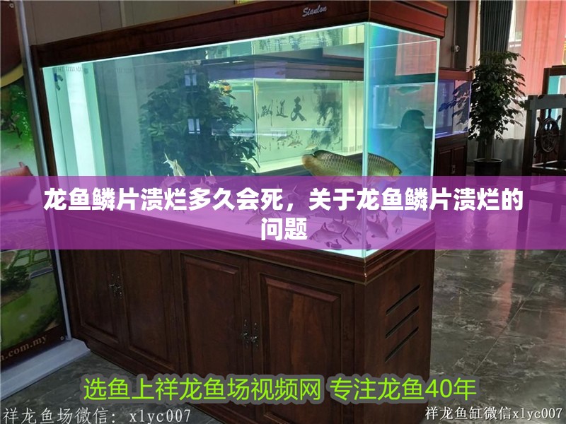 龍魚鱗片潰爛多久會死，關(guān)于龍魚鱗片潰爛的問題