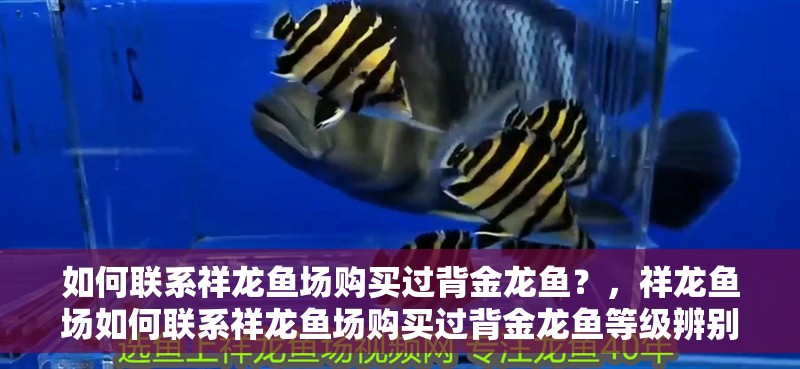 如何聯(lián)系祥龍魚場購買過背金龍魚？，祥龍魚場如何聯(lián)系祥龍魚場購買過背金龍魚等級辨別指南