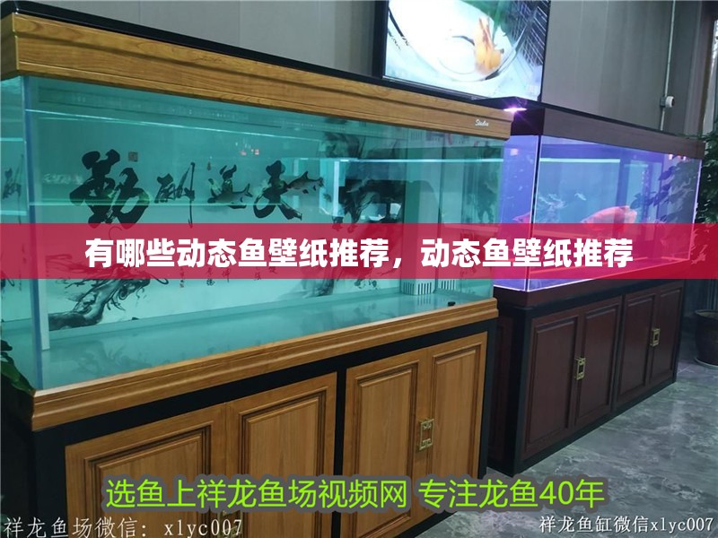 有哪些動態魚壁紙推薦，動態魚壁紙推薦