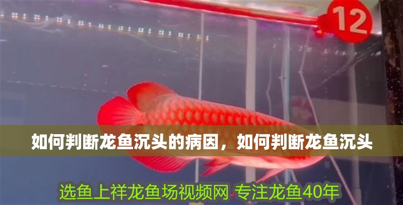 如何判斷龍魚沉頭的病因，如何判斷龍魚沉頭
