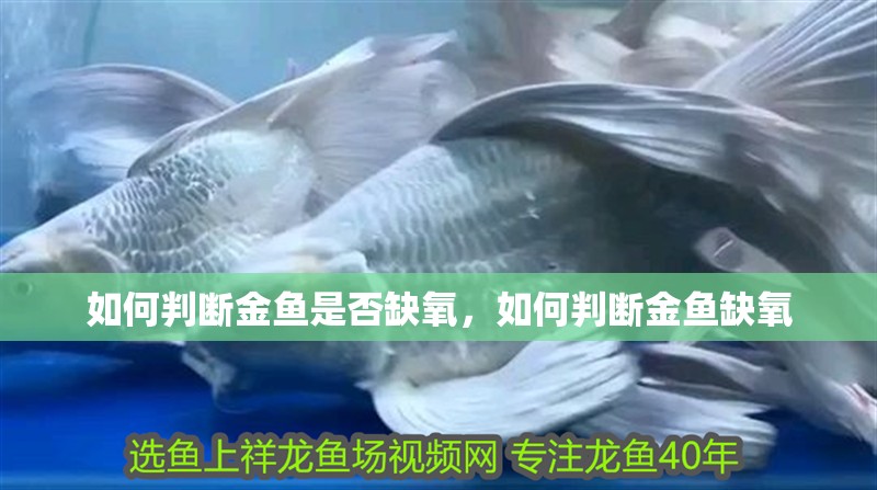 如何判斷金魚是否缺氧，如何判斷金魚缺氧