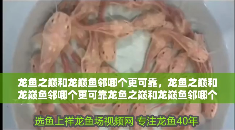 龍魚之巔和龍巔魚鄰哪個更可靠，龍魚之巔和龍巔魚鄰哪個更可靠龍魚之巔和龍巔魚鄰哪個更可靠