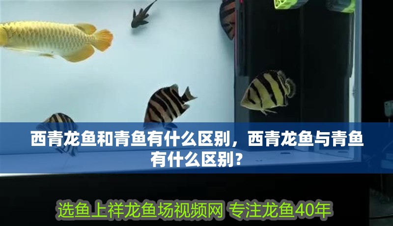 西青龍魚和青魚有什么區(qū)別，西青龍魚與青魚有什么區(qū)別？