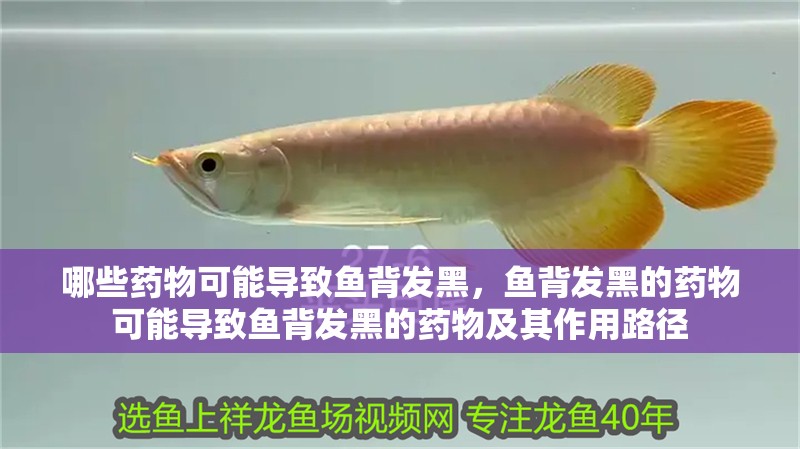 哪些藥物可能導(dǎo)致魚背發(fā)黑，魚背發(fā)黑的藥物可能導(dǎo)致魚背發(fā)黑的藥物及其作用路徑