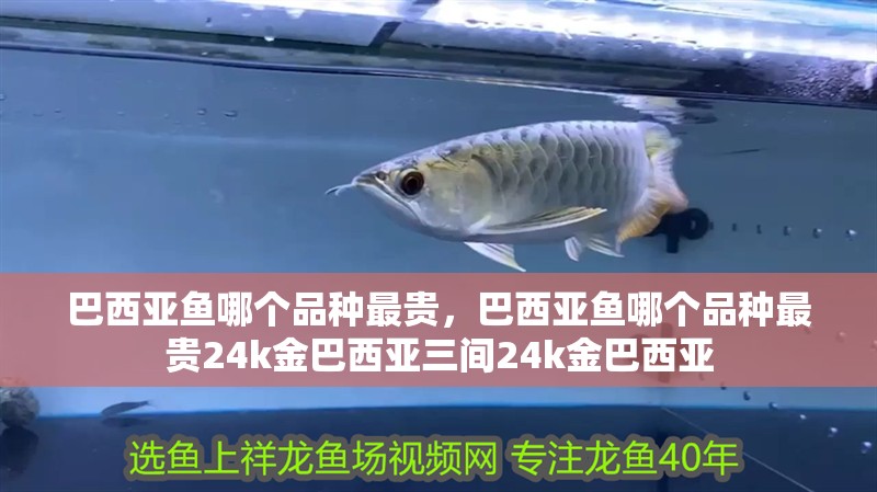 巴西亞魚哪個品種最貴，巴西亞魚哪個品種最貴24k金巴西亞三間24k金巴西亞