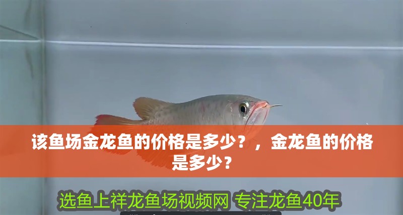 該魚場金龍魚的價格是多少？，金龍魚的價格是多少？