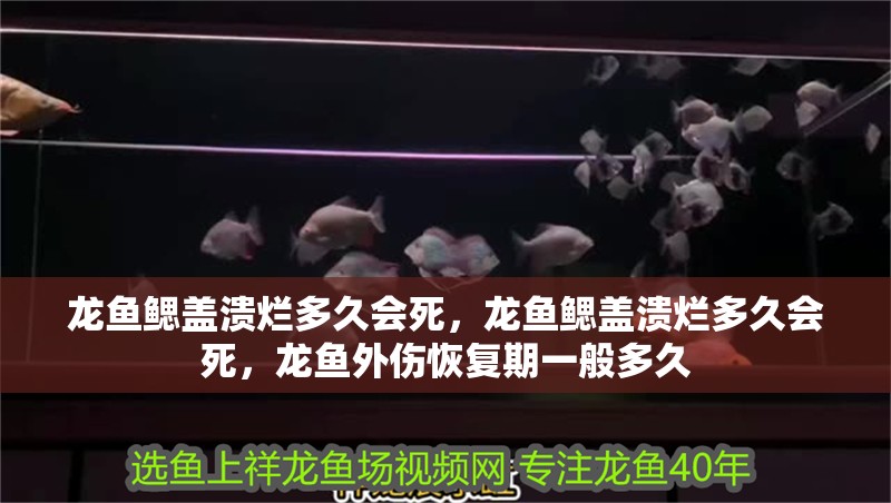 龍魚鰓蓋潰爛多久會死，龍魚鰓蓋潰爛多久會死，龍魚外傷恢復(fù)期一般多久