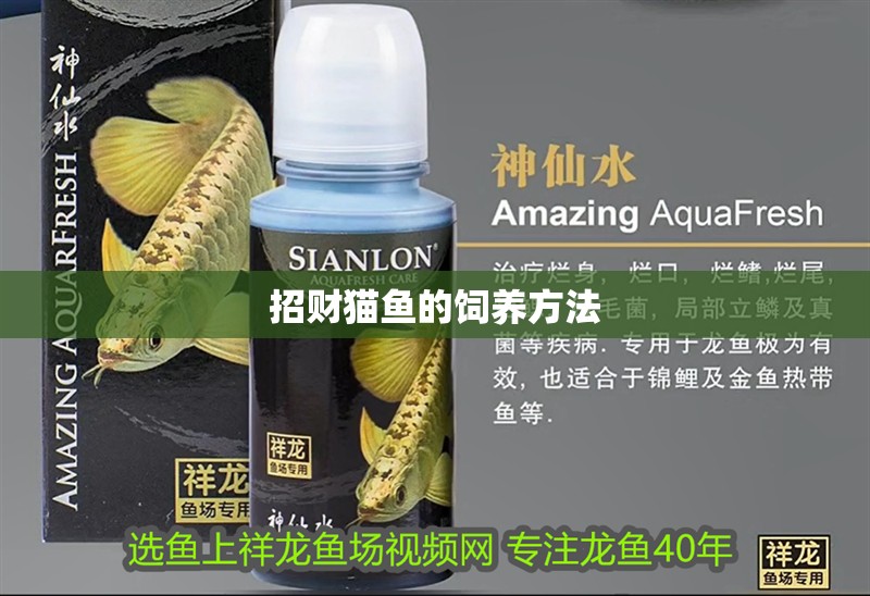 招財貓魚的飼養(yǎng)方法